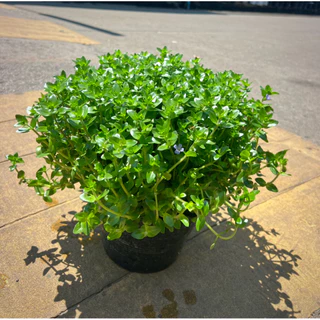 Giant Bacopa ต้น ลานไพลิน ไม้อวบน้ำดอกสีม่วงอมน้ำเงิน ใช้ประดับอ่างปลา ช่วยเป็นที่หลบภัยให้ลูกปลา
