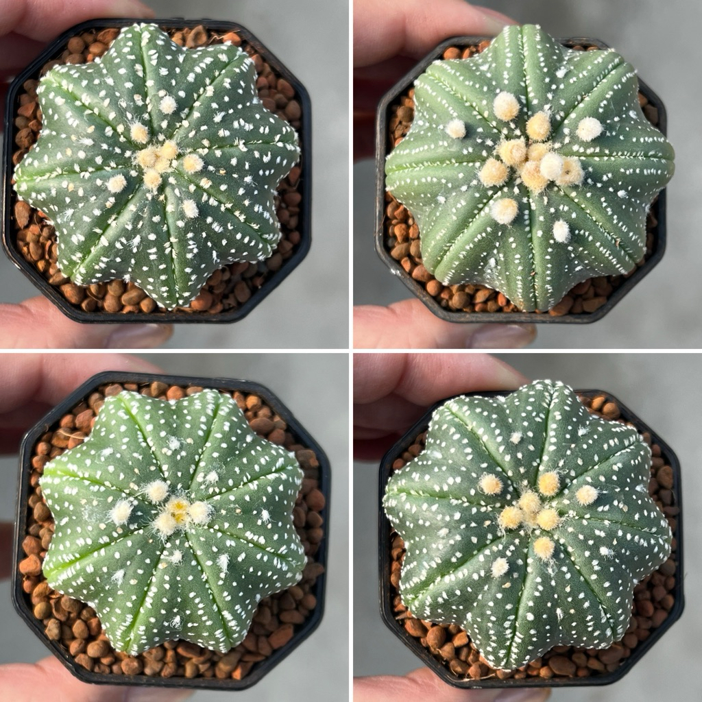 Astro Star Shape: แอสโต ปลาดาว แคคตัส กระบองเพชร
