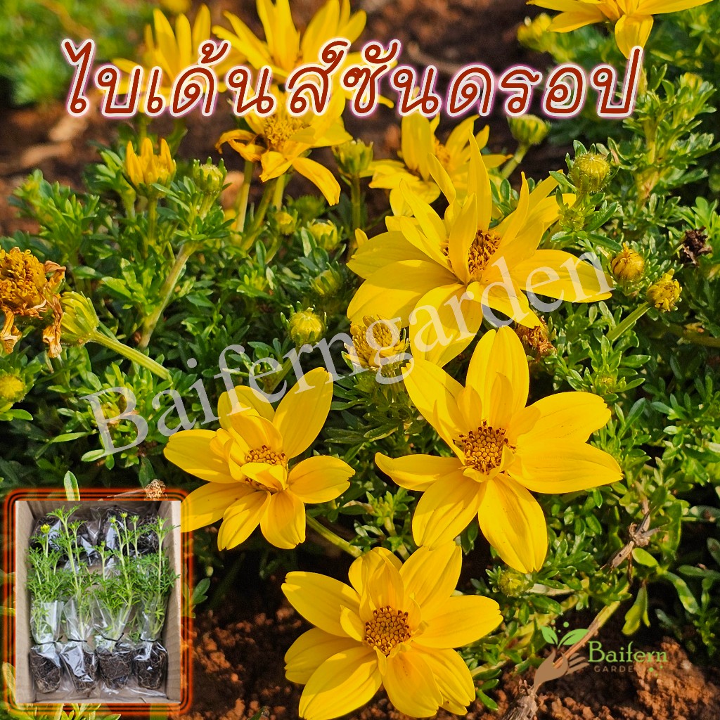 ต้นกล้าดอกไบเด้นส์ซันดรอป (Bidens Sundrop) ดอกไม้กินได้ รากเยอะพร้อมปลูก