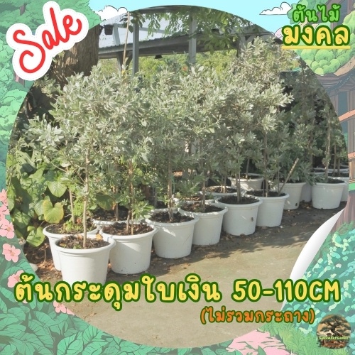 [พร้อมส่ง] ต้นกระดุมไม้ใบเงิน สูง 50cm-110cm Silver Leaved Buttonwood ราคาต่อ1ต้น (ไม่รวมกระถาง)