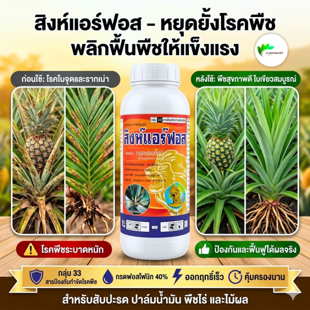 สิงห์แอร์ฟอส 1 ลิตร  กรดฟอสโฟนิก 40% สารกำจัดโรคพืช โรคเน่า รากเน่า โคนเน่า  ผลเน่า ดอกเน่า ยอดเน่า #โฟลิอาร์ฟอส