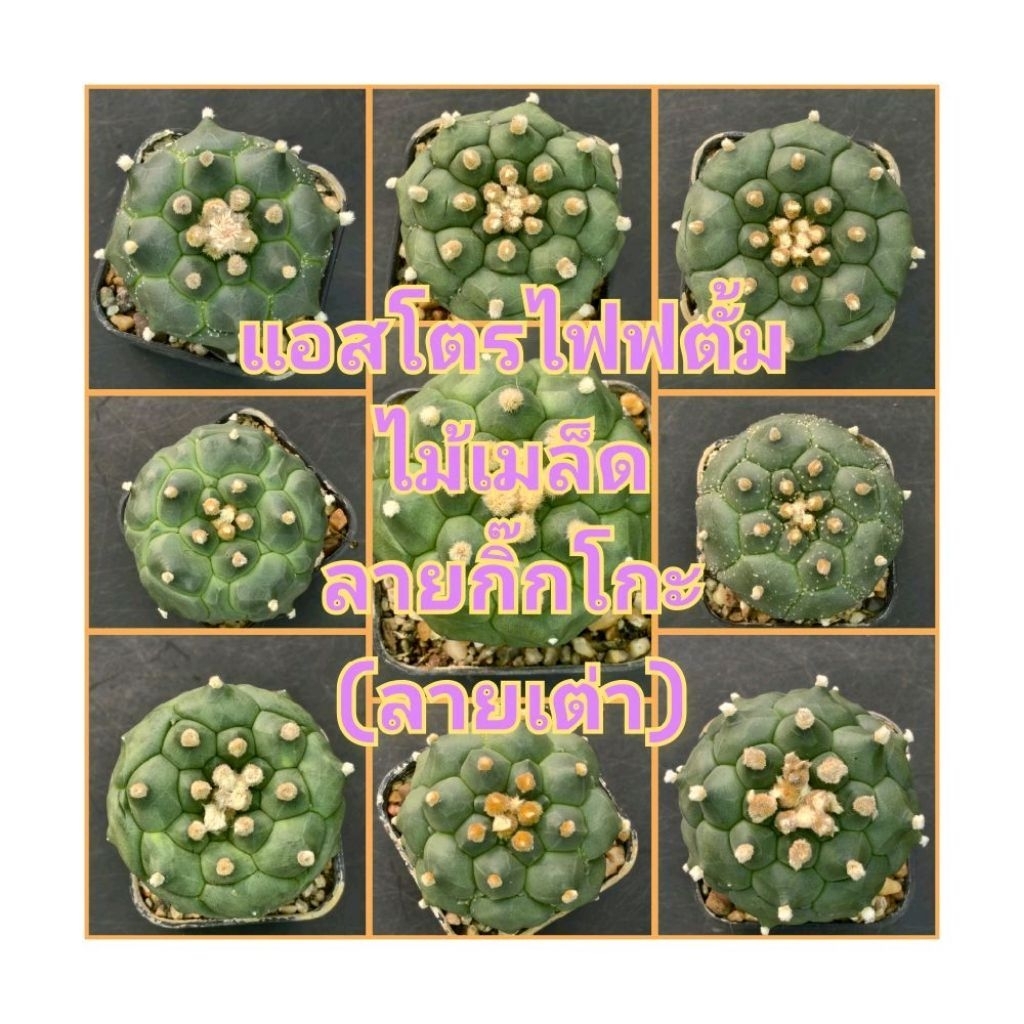 Astrophytum แอสโตรไฟตั้ม กิ๊กโกะ(เต่า)ไม้เมล็ด ในกระถาง 2นิ้ว (สุ่มต้น สุ่มลาย)ราคาเดียวต้นละ39บาท
