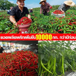 CODป้องกันโรคพริกเน่า วัคซีนพืช พริกเน่า ปรับปรุงพริก ใช้ป้องกันโรคเน่า โรคกุ้งแห้ง ผลเน่า โคนเน่า ใบหยิก ใบเหลือง