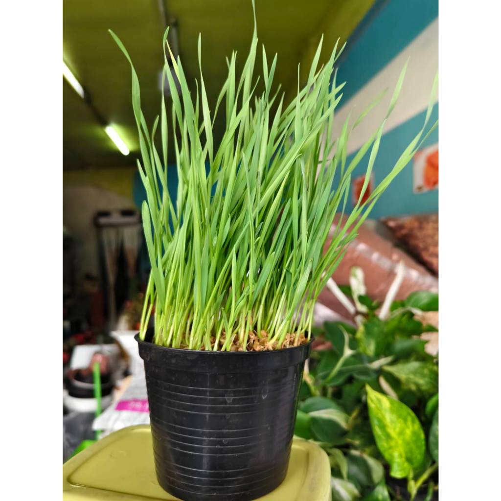 [ สินค้าพร้อมจัดส่งด่วน ] ต้นอ่อนข้าวสาลี หญ้าแมว ปลูกง่าย ใช้พื้นที่น้อย