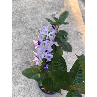 ต้นพวงครามออสเตรเลีย สีม่วงสวยงาม กระถาง11นิ้ว ติดดอก
