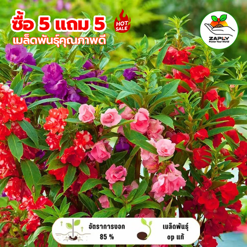 【ซื้อ 5 แถม 5 ฟรี】เมล็ดพันธุ์ดอกอีโปมี่ซ้อนกลีบ ใช้ย้อมเล็บ ปลูกในกระถาง ต้นไม้ประดับเรือนและระเบียง ปลูกง่าย ไม่ต้องดูแ