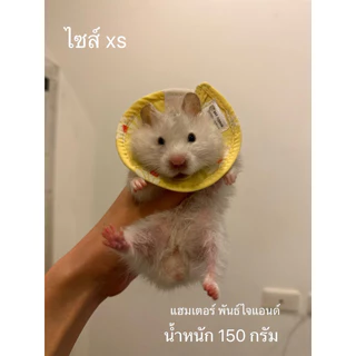 คอลล่าชูการ์ ปลอกคอกันเลียชูการ์ กระรอก แฮมเตอร์ งานไทยพร้อมส่ง