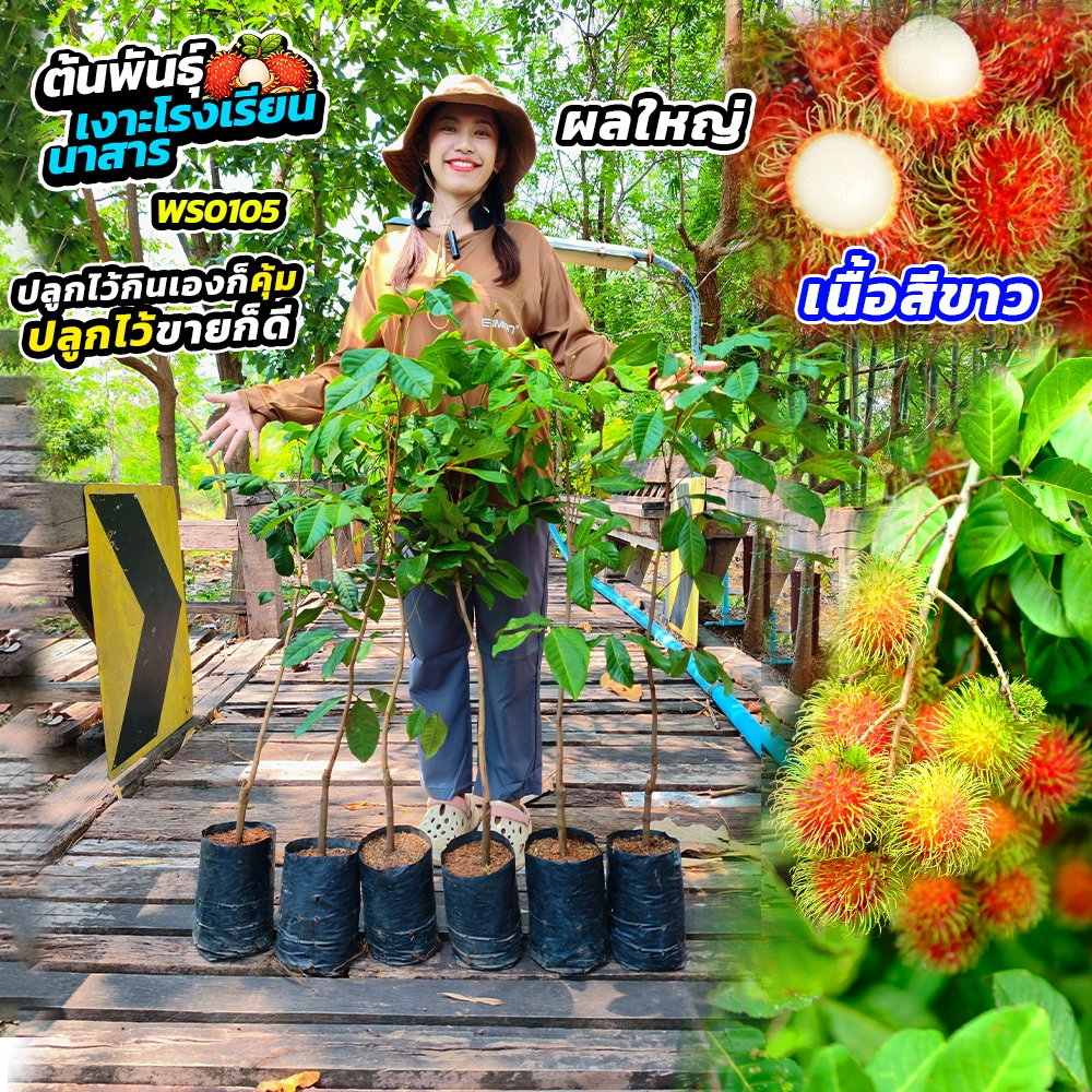 🌳 ต้นพันธุ์เงาะโรงเรียนนาสาร (WS0105) 2 ต้น 🌳 ของแท้ สายพันธุ์ดัง
