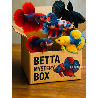 กล่องจุ่มฮาฟมูลสวยยๆๆ ได้ 2-3ตัวตัวผู้ตัวเมียรวม