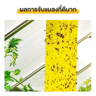 100 ชิ้น แผ่นสติกเกอร์ดักจับแมลง สองด้าน สําหรับกันยุง พืชในสวน ดักแมลงศัตรูพืช กาวดักแมลงวันทอง