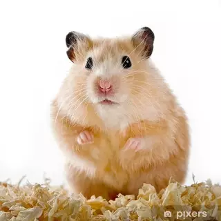 [17รสชาติ] อาหารหนูแฮมสเตอร์ hamster อาหารหนู Petheng บรรจุ 180 กรัม ยอดฮิตตลอดกาล