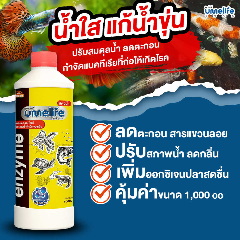อูเมะไลฟ์ สัตว์น้ำ 1000cc แพ็ค 1-3 ขวด จุลินทรีย์บ่อปลา น้ำใส จุลินทรีย์ตู้ปลา ปรับสภาพน้ำบ่อปลา.