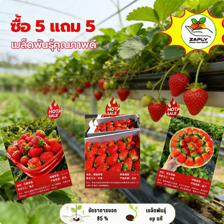 【ซื้อ 5 แถม 5】 เมล็ดพันธุ์สตรอว์เบอร์รี 228 เมล็ด | หลายสายพันธุ์ หอมกลิ่น ใหญ่โต ง่ายปลูก