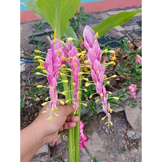 หัวพันธุ์ ดอกเข้าพรรษา สีชมพู 5 เหง้า