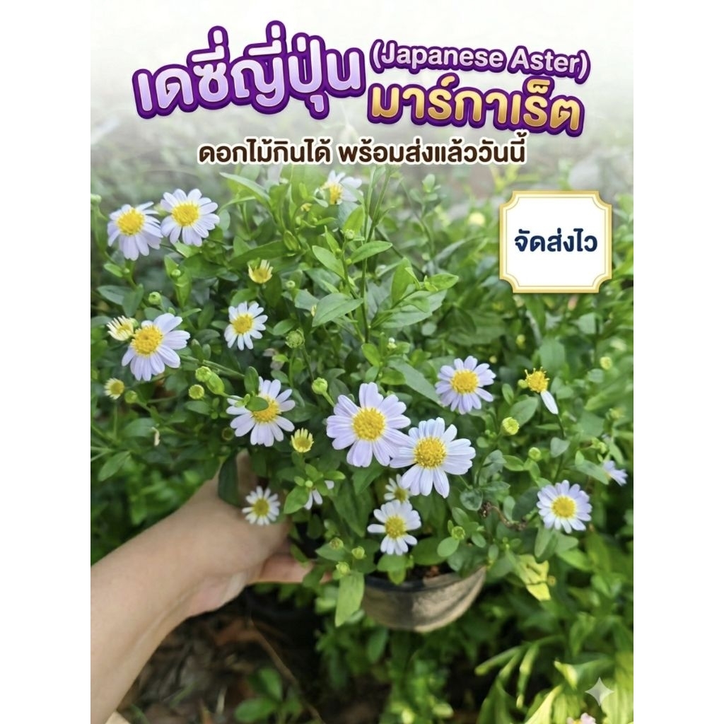 ต้นเดซี่ญี่ปุ่น มากาเร็ต ดอกไม้กินได้ เลี้ยงง่าย ชอบแดด