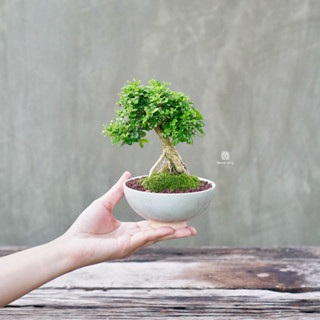 𝑩𝒐𝒏𝒔𝒂𝒊𝒔𝒕𝒐𝒓𝒚 ♥︎ | บอนไซ แก้ว ⋆˚ 𝜗 🥐𝜚˚⋆ ((พร้อมส่ง✅))  มีวิธีก…