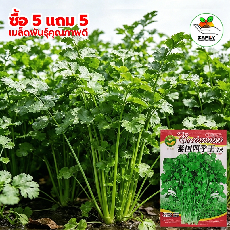 🌱 เมล็ดพันธุ์ผักชี 10 กรัม ห่อใหญ่งอกดีมาก（ซื้อ 5 แถม 5 ฟร）ผักไทย