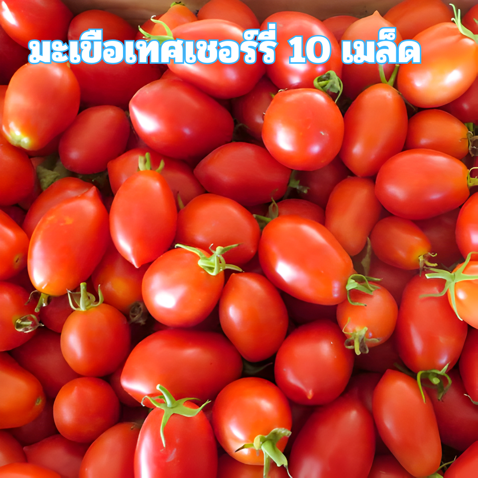 เมล็ดพันธุ์มะเขือเทศเชอร์รี่ 10 เมล็ด