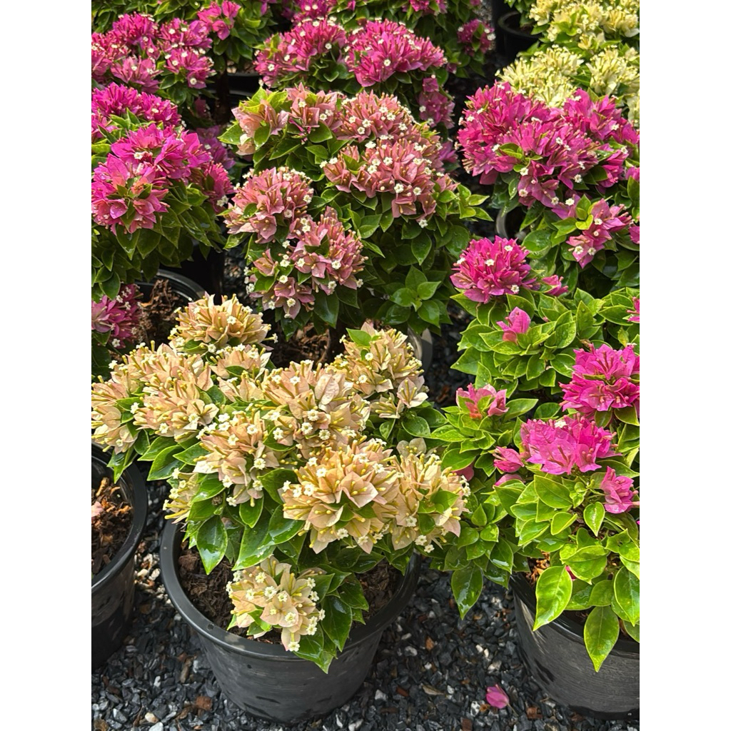 เฟื่องฟ้าสาวิตรี Bougainvillea hybrid กระถาง8นิ้ว ต้นอวบกิ่งบอนไซ