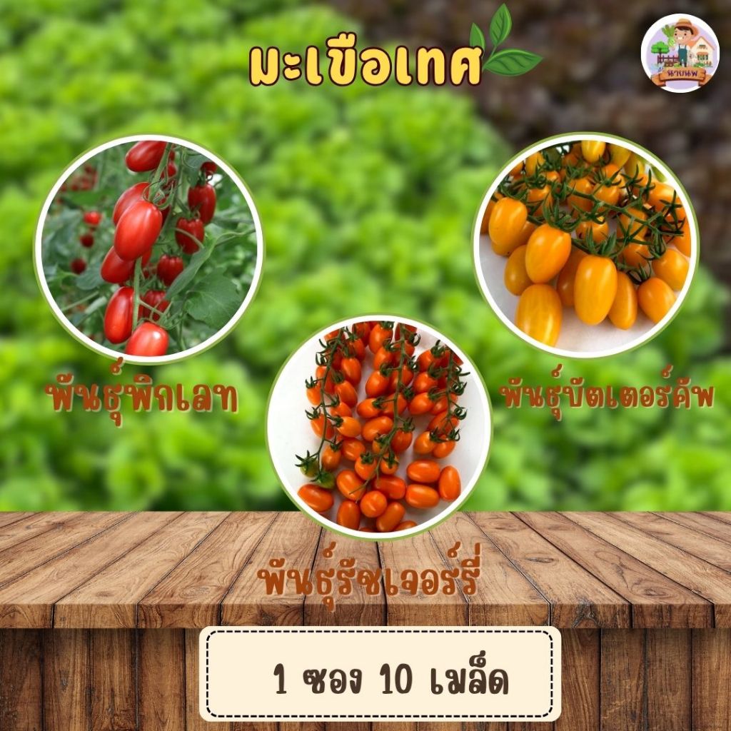 พร้อมส่ง มะเขือเทศ ซองละ 10 เมล็ด