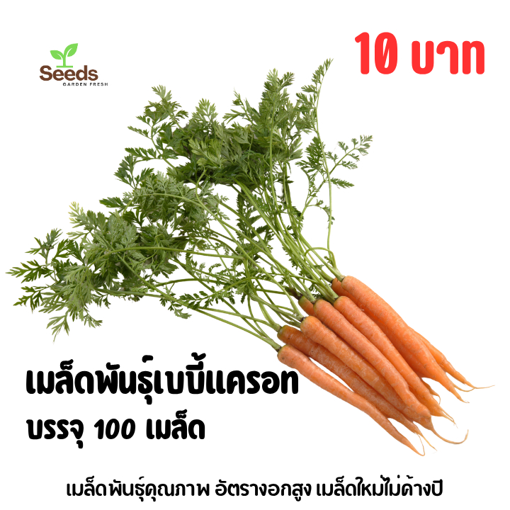 เมล็ดพันธุ์เบบี้แครอท บรรจุ 100 เมล็ด