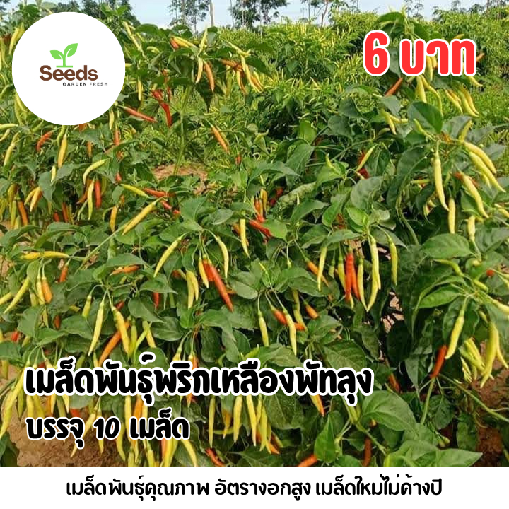 เมล็ดพันธุ์พริกเหลืองพัทลุง บรรจุ 10 เมล็ด