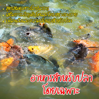 อาหารปลาโปรตีนสูง 10kg โปรล้างสต็อก ราคาพิเศษ