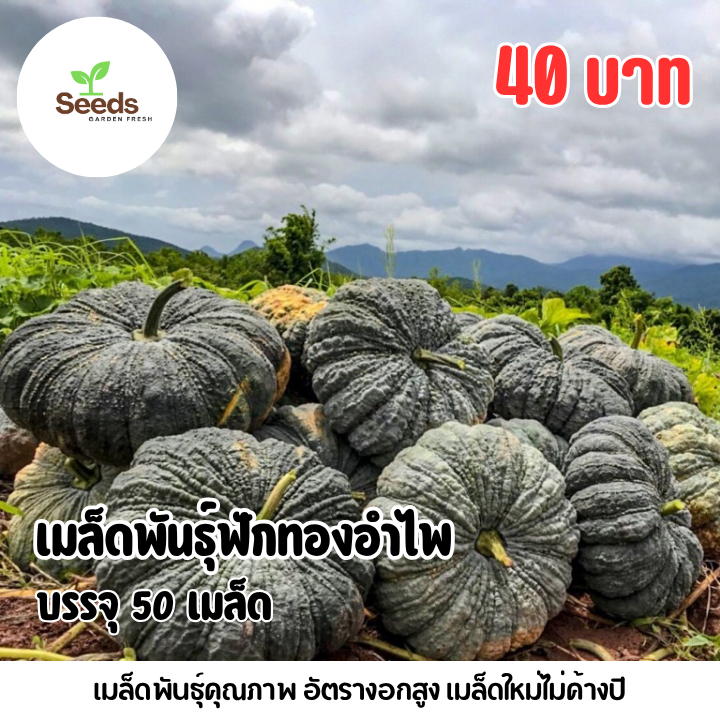 เมล็ดพันธุ์ฟักทองอำไพ บรรจุ 50 เมล็ด