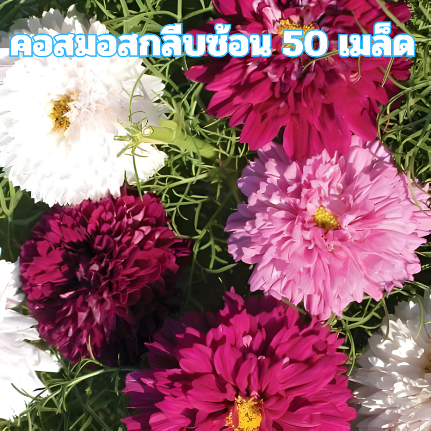 เมล็ดพันธุ์ดอกคอสมอสกลีบซ้อน 50 เมล็ด ราคาถูก Shopee Lazada