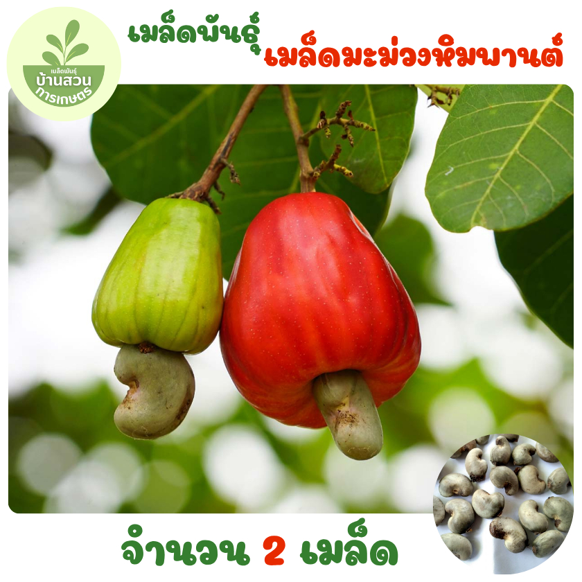 เมล็ดพันธุ์เมล็ดมะม่วงหิมพานต์ 2 เมล็ด