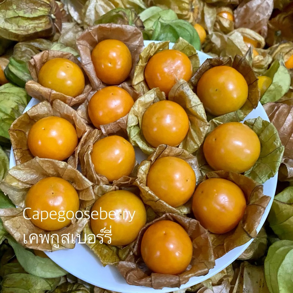 (1กิโลกรัมรวมน้ำหนักกล่อง)Capegooseberry เคพกูสเบอร์รี่ (คละไซส์เล็กใหญ่) สดใหม่จากสวน100%