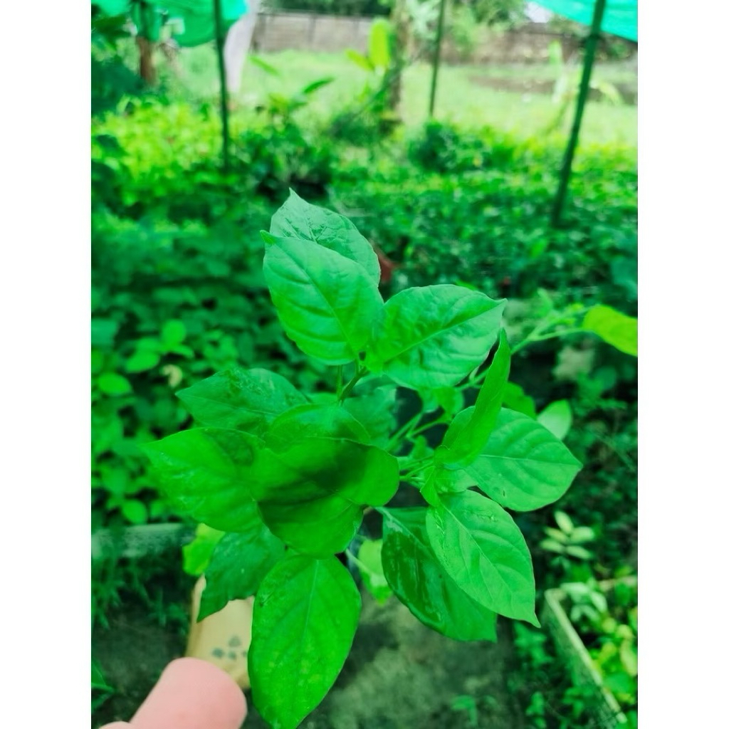 🌿🔥 ต้นอ่อมแซบป่า สด ใหม่ ปลูกง่าย โตไว! 🔥🌿 สั่ง 5 ต้น แถม 1 ต้น