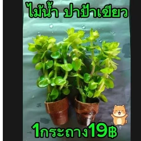 ไม้น้ำต้นปาป้าเขียว ตบแต่งตู้ปลา