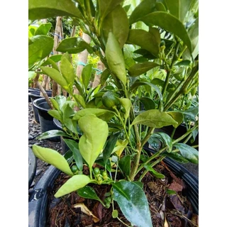 ส้มจี๊ด (Kumquat)(กระถาง10นิ้ว) ปลูกเป็นไม้ประดับมงคลและนำมาแปรรูปเป็นอาหารหรือเครื่องดื่ม