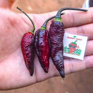 🔥พริกเลือดปีศาจ(Blood Ghost)สายพันธุ์แท้นำเข้าจากต่างประเทศ‼…
