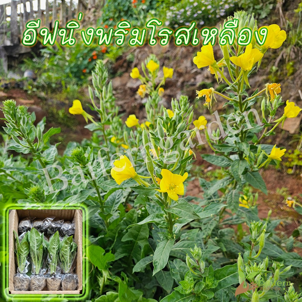ต้นกล้าดอกอีฟนิ่งพริมโรสชมพู (Pink Evening Primrose) ดอกไม้กินได้ เลี้ยงง่ายสวยงาม