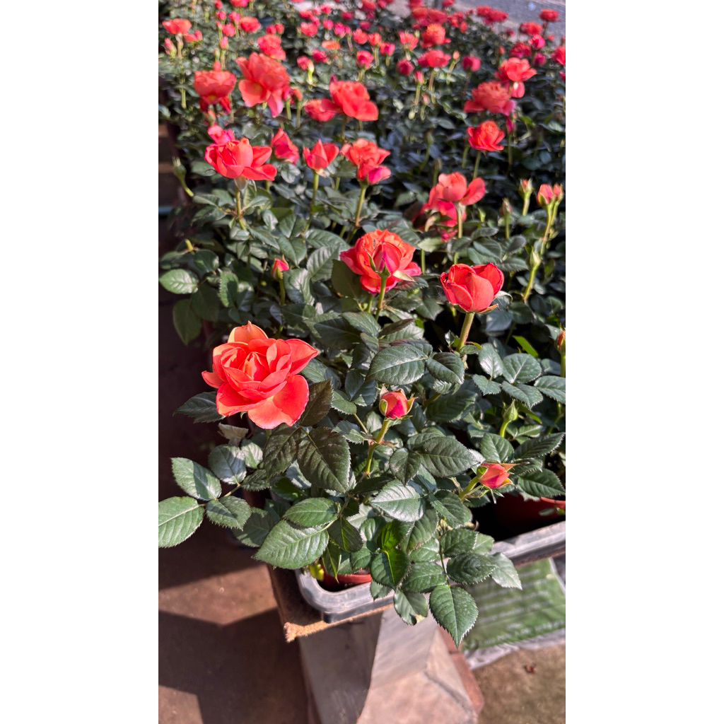 #กุหลาบแคระ #ออกดอกได้ตลอดปี  #กุหลาบแคระแดดรำไร (Rose) กระถาง 5-6 นิ้ว สูง 15-30 cm