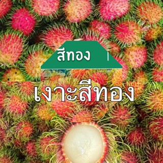 เงาะสีทอง เนื้อกรอบร่อน สดๆจากสวน ตัดใหม่วันต่อวัน พร้อมส่ง …