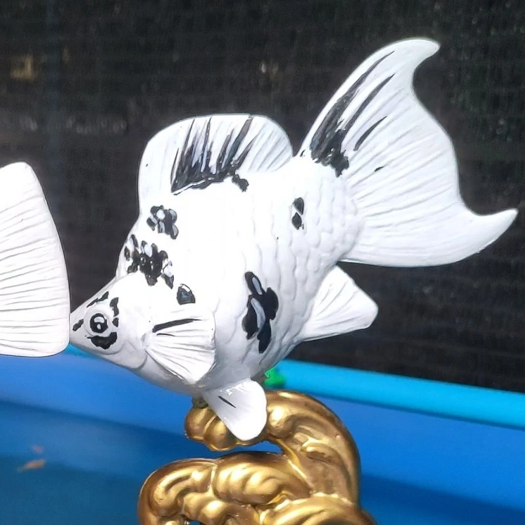 ชุดเริ่มต้น สำหรับปลาบอลลูน Zebra / Marble สายประกวดจากบ้านรางวัล คุณภาพมาตรฐานส่งออก