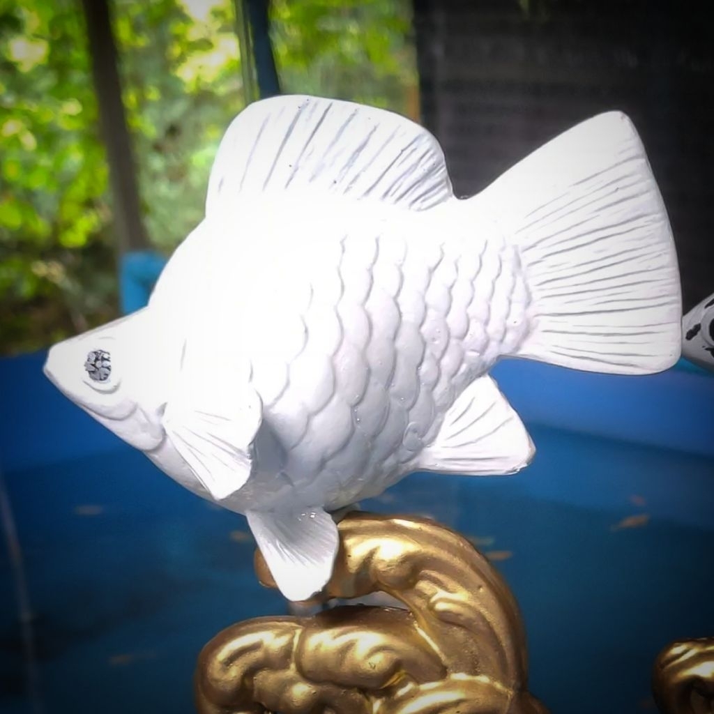 ชุดเริ่มต้น สำหรับปลาบอลลูน White Platinum / Super Gold สายประกวดจากบ้านรางวัล มาตรฐานส่งออก ราคา ถูกที่สุด ดีลบีเคเค