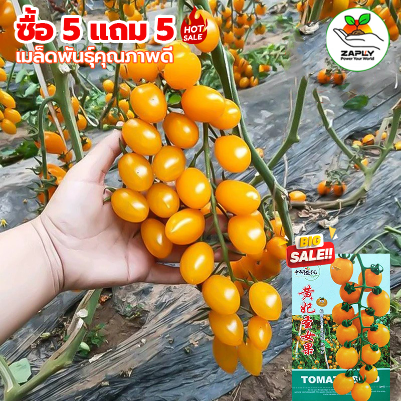 【ซื้อ 5 แถม 5 ฟรี】เมล็ดพันธุ์มะเขือเทศเชอรี่สีเหลือง 200 เมล็ด เมล็ดปลูกผักผลไม้