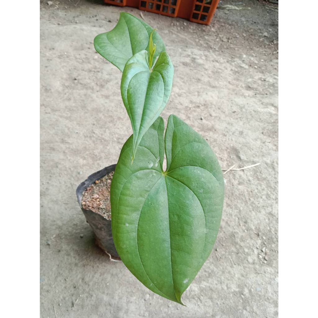 ต้นพันธุ์ มันเหน็บ ถุงดำพร้อมปลูก 30 บาท มันหำ มันเห็บ มันไข่ มันขมิ้น