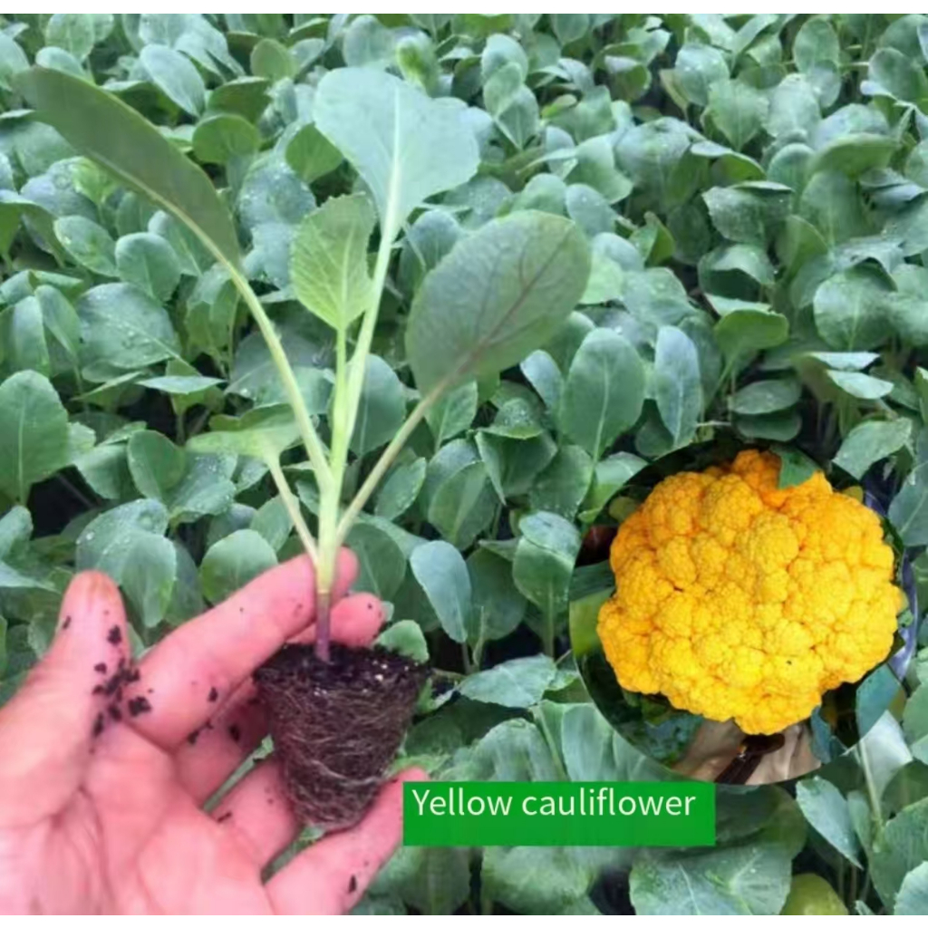 Dituai Segar Benih Baru Biji Benih kembang Orange Cauliflower Seed - 10 Seed Tanam Pasu Biji Benih B