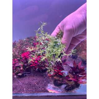 [Min]Rotala green โรทาร่าเขียว ไม้น้ำไม้ข้อกลางถึงหลังตู้ สดวกแค่โยน จบ! low techได้