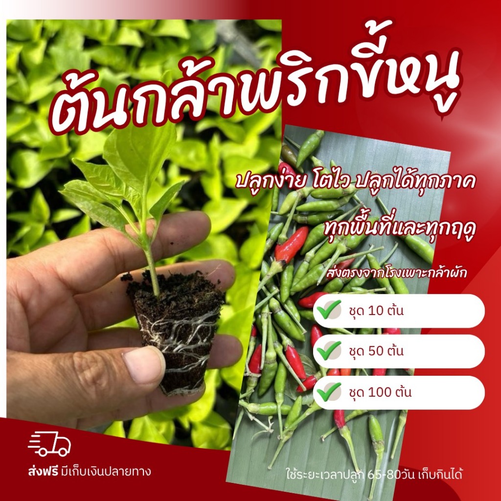 ต้นกล้าพริกขี้หนูสวน