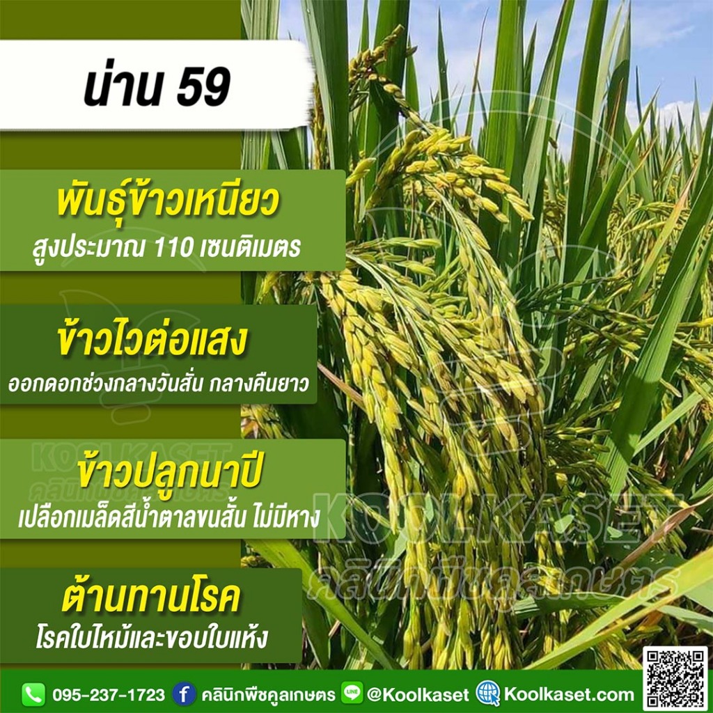 เมล็ดพันธุ์​ข้าว ข้าวเหนียว น่าน 59 เบอร์ 18 ข้าวนาปี ไวแสง ต้นเตี้ย ไม่ล้ม 20 กก. คูลเกษตร ไรซ์ KR2