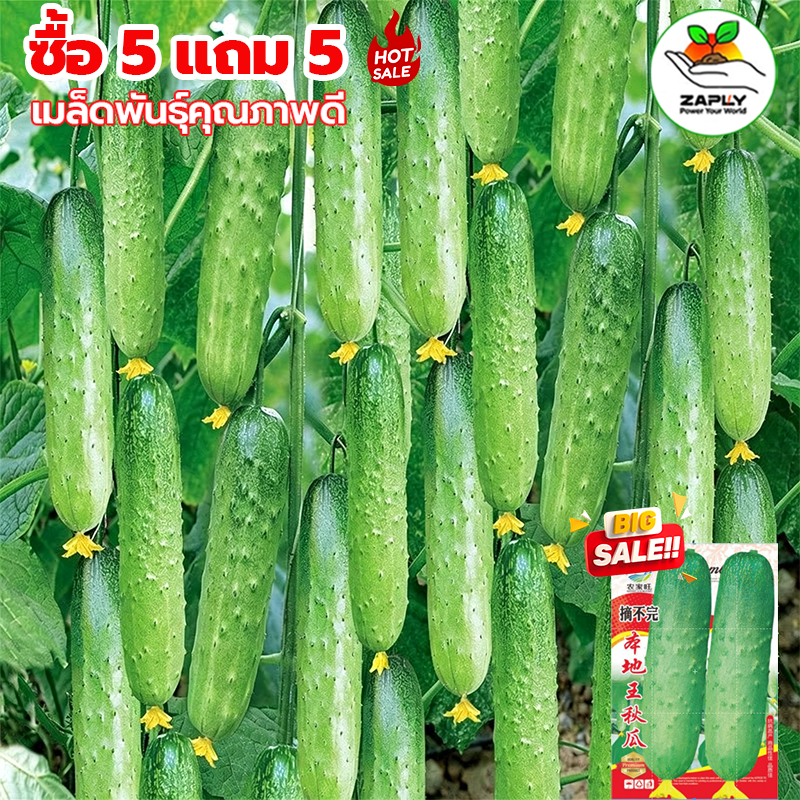 GGEW เมล็ดพันธุ์ แตงกวาหอมใบเตย ตราศรแดง แตงกวากลิ่นใบเตย
