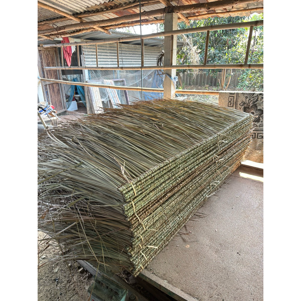 หญ้าคา มุงหลังคา หญ้าคาตับหญ้าคามุงหลังคาความยาว155 กว้าง40,-50cm มุงฟาร์มไก่ ฟาร์มเห็ด หรือรีสอร์ท แต่งคาเฟ่