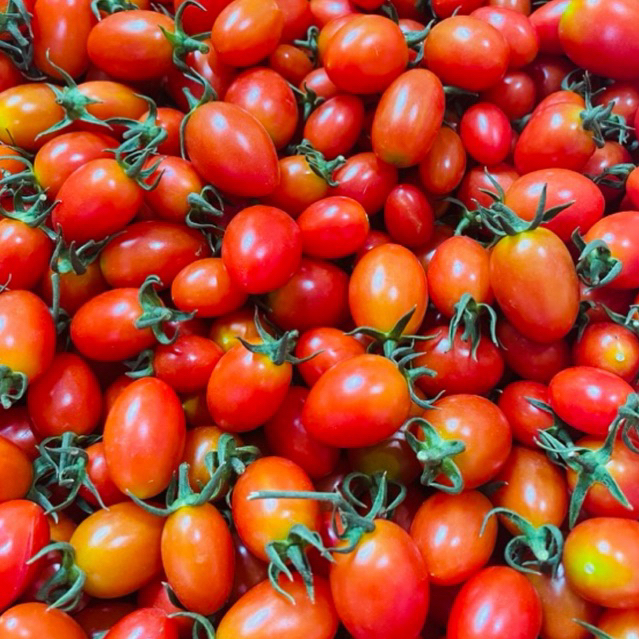 มะเขือเทศราชินี สีแดง ทานสดได้ เก็บสดๆจากสวน