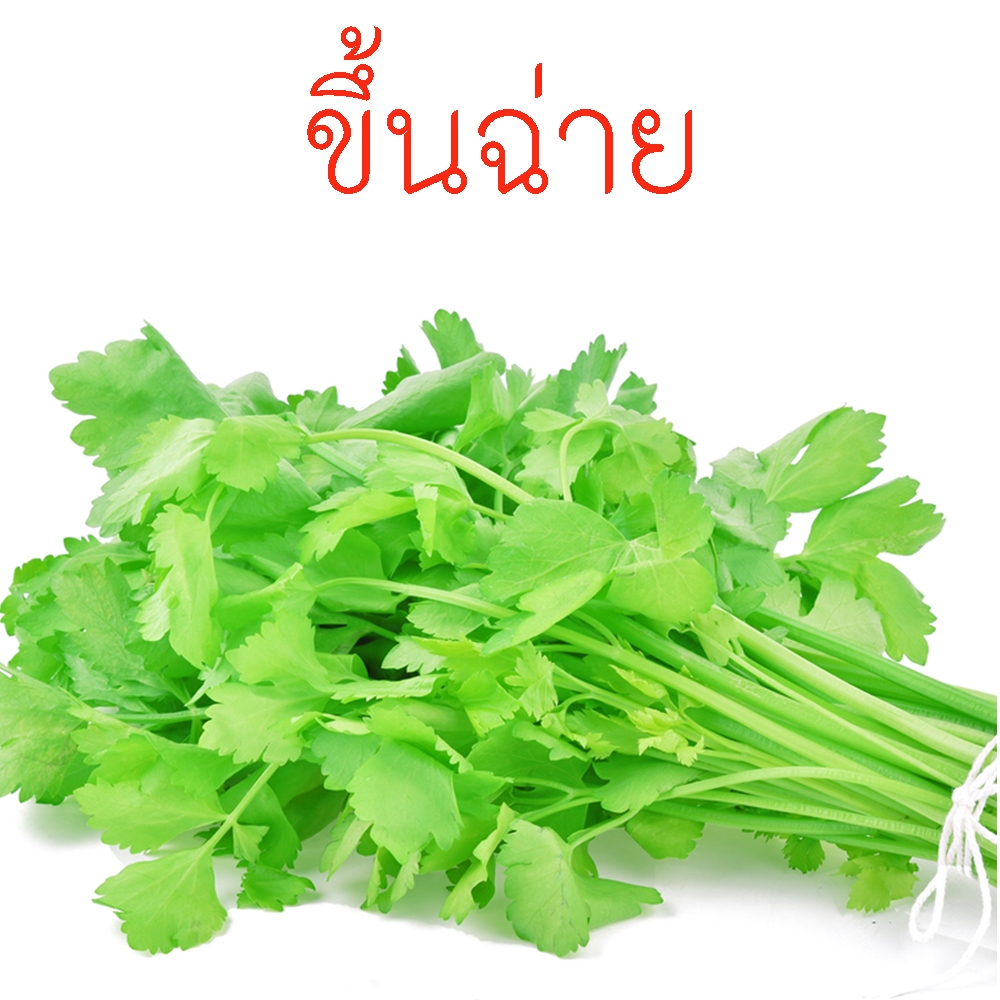 ขึ้นฉ่าย🎯ถูกที่สุด 9 บ.📌เมล็ดพันธุ์ขึ้นฉ่าย 200 เมล็ด🎈งอกง่าย🌱โตไว☘️พุ่มใหญ่🌱ทนร้อน🌱ทานอร่อย